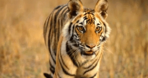 Tiger Animation - Kerala Wildlife